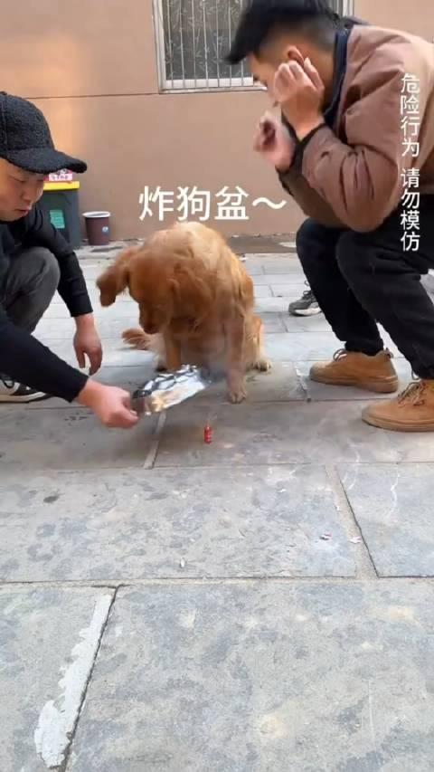 用鞭炮炸狗图片