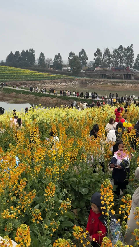 成都三圣乡彩色油菜花田火出圈了到处都是人这个周末你去了吗