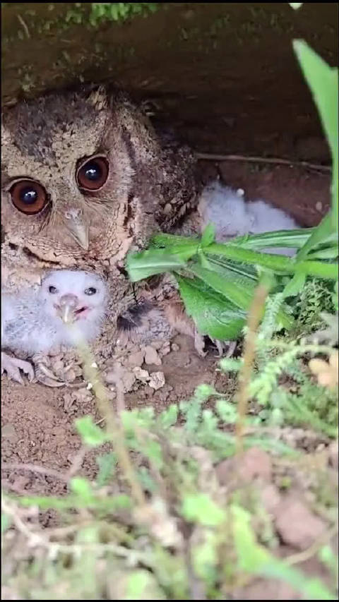 在果园里发现一只猫头鹰妈妈带着自己的孩子