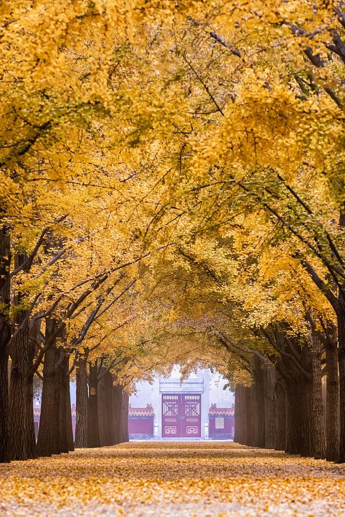 早晚有一天要逛遍课本上所有的美景