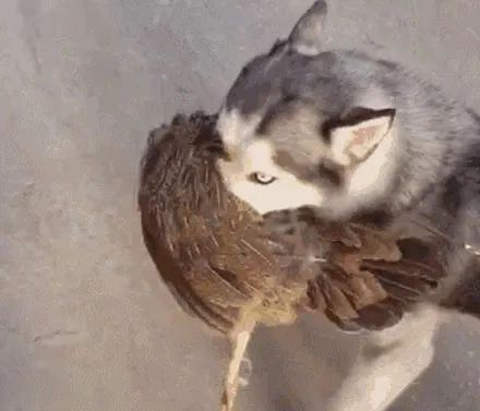 网友出门遛哈士奇,可没想到回来狗子竟抓了只鸡,哭笑不得了!