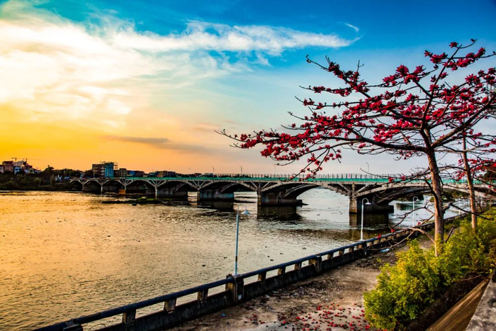 春日赏花 | 你想要的颜色,阳江都有|阳江市|森林公园|签约_新浪新闻