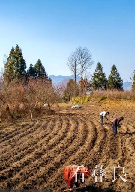 不误农时不负春彝良海子镇全力抓实抓细春耕备耕工作