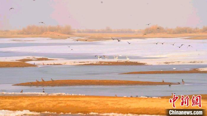 春回大地候鸟归新疆塔里木河春色旖旎惹人醉