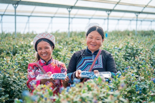 采果工展示采摘的蓝莓。图源：农民日报