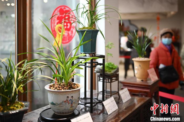 中新网记者 泱波 摄3月2日,江苏南京,市民在春兰精品展上欣赏兰花.