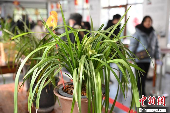3月2日,江苏南京,市民在春兰精品展上欣赏兰花.