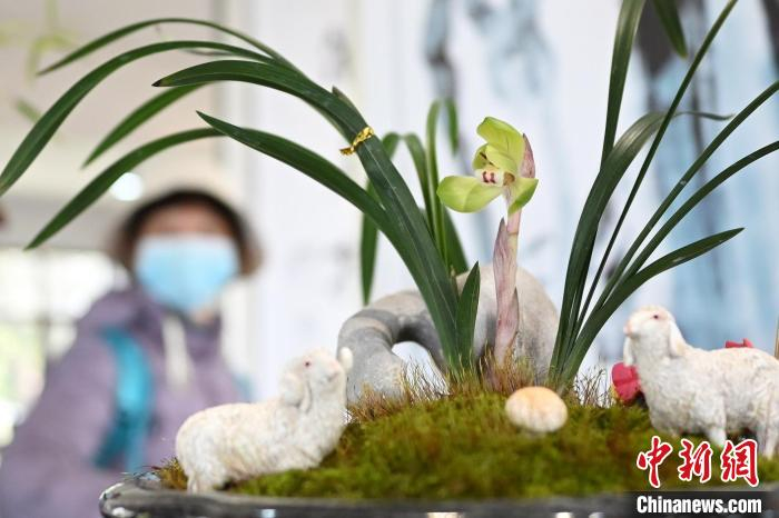 中新网记者 泱波 摄3月2日,江苏南京,市民在春兰精品展上欣赏兰花.