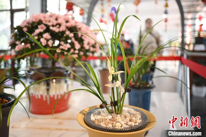 花中君子争艳南京春兰精品展