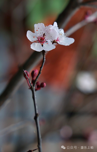 上帕镇江西易地搬迁安置点——杏花芬芳春意闹|镇江市_新浪新闻