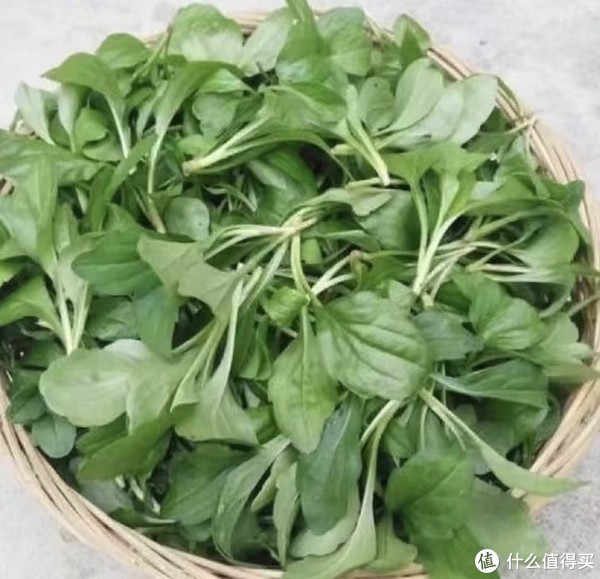 春天里的一口"鲜"|抗菌消炎|马兰头|马齿苋_新浪新闻
