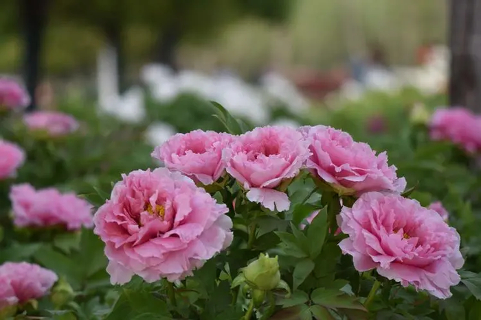 合肥骆岗公园上新啦