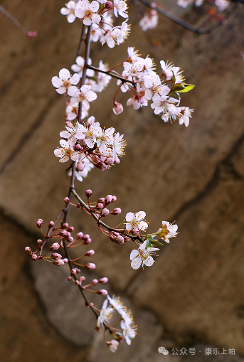 上帕镇江西易地搬迁安置点——杏花芬芳春意闹|镇江市_新浪新闻