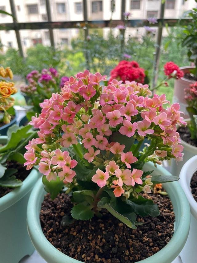 养长寿花,做3点,花苞多花朵大花期长,一年四季开花,喜庆洋气|长寿花