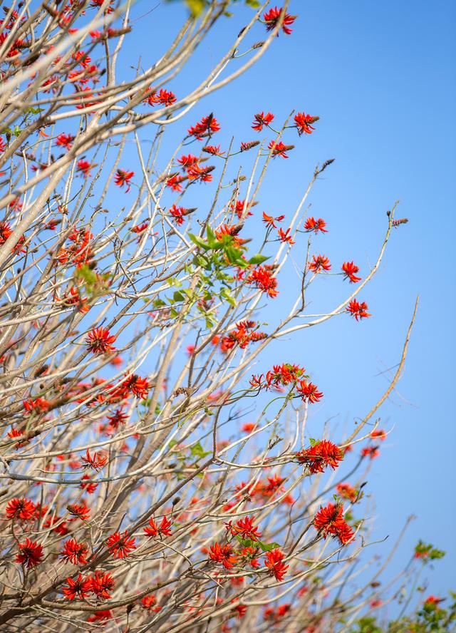 西昌刺桐花开别样红又是一年春好时