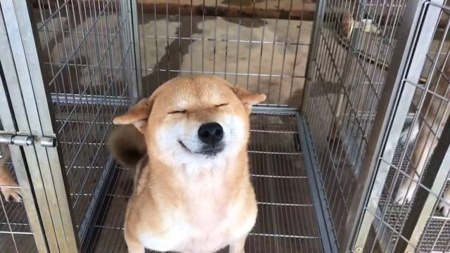 爱笑的柴犬有一种神奇的魔力,太治愈了