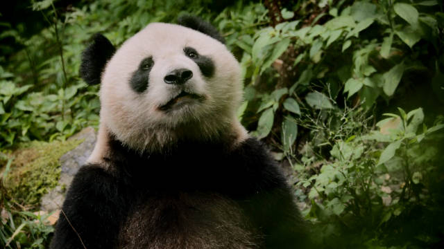 熊猫的乐土 the natural panda paradise 微博纪录片联盟