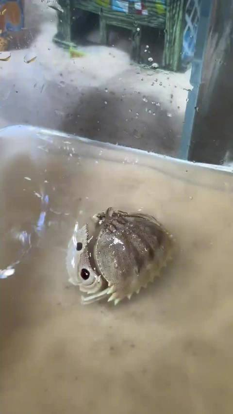 会玩水会喷水的小螃蟹
