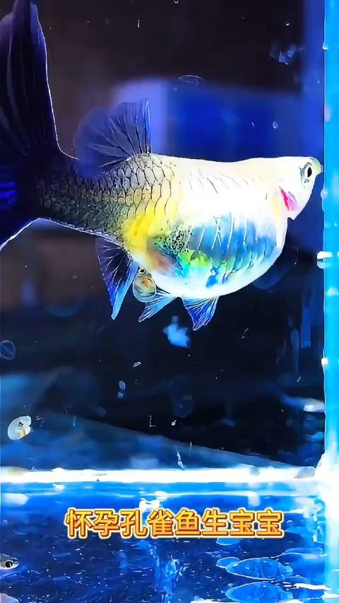 难得一见的孔雀鱼繁殖愿见者好运年年有鱼