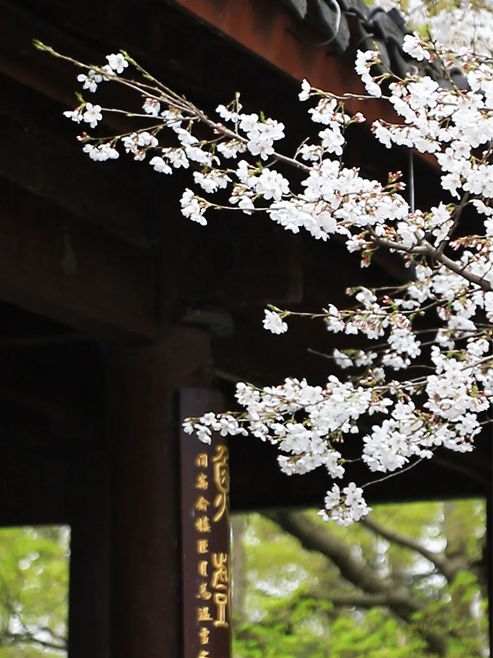 小院,春居|老舍_新浪新闻
