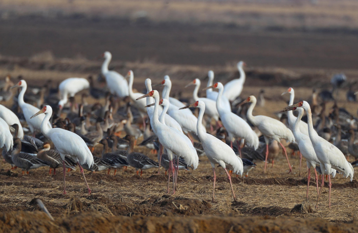 今天是世界野生动植物日,一组图片看美丽生灵