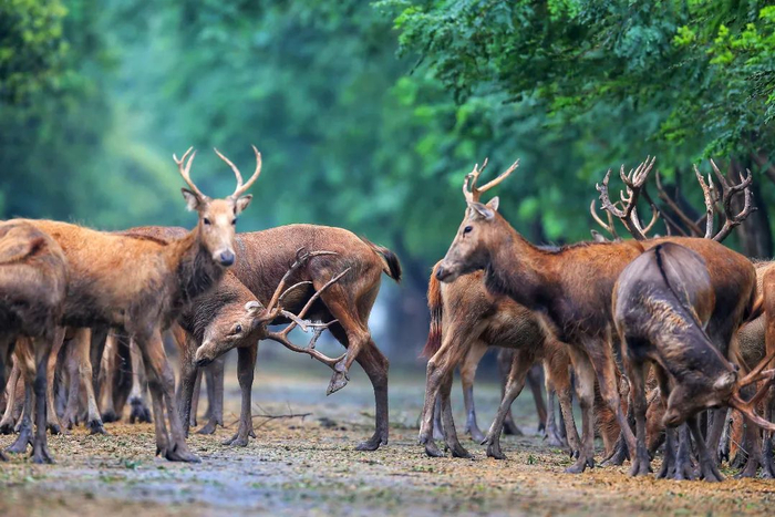 17%,珍稀濒危鸟类共计一百一十多种.