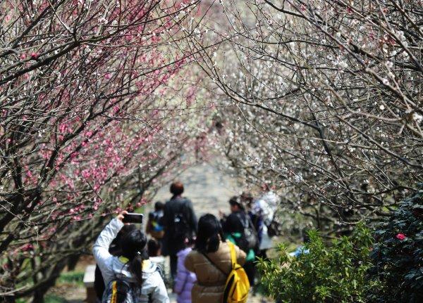 蘇州香雪海梅花盛放|蘇州市_新浪新聞