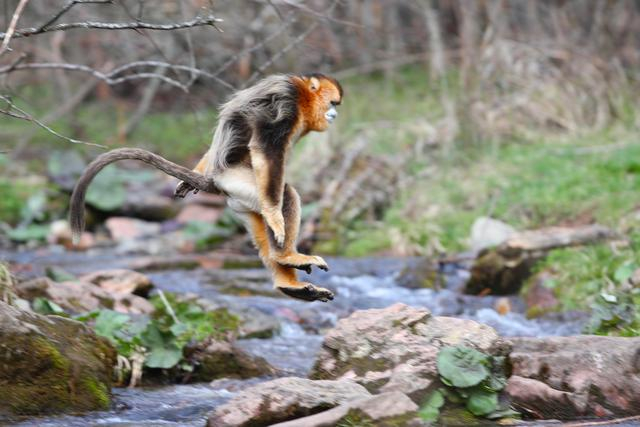 今天是世界野生动植物日一组图片看美丽生灵
