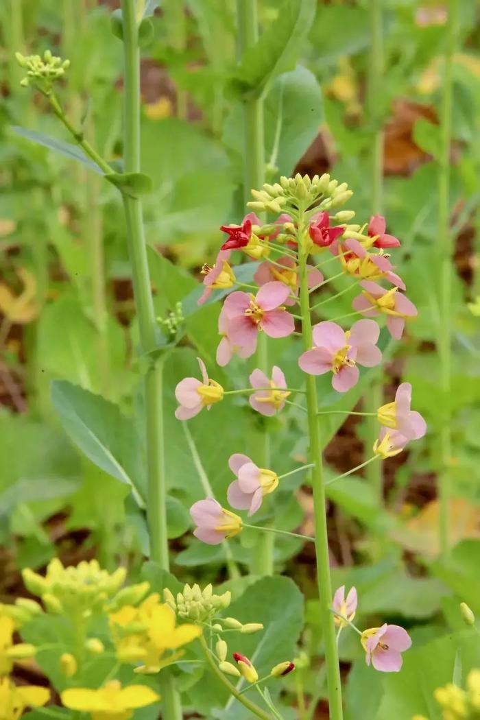 两江龙湾公园油菜花图片