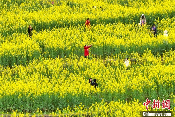 重庆广阳岛:油菜花开春意浓 满目金黄引游人|郭旭|油菜花|广阳_新浪