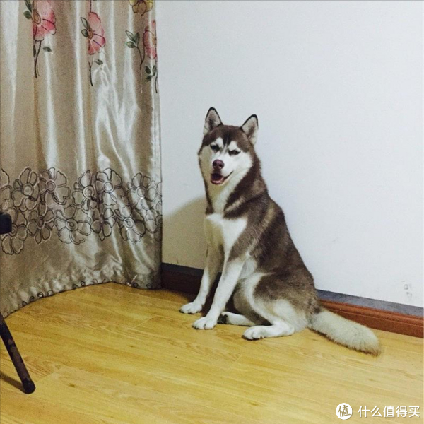 狗|哈士奇|边牧_新浪新闻