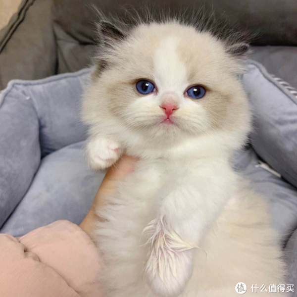 养布偶猫一周我没有一天是开心和轻松的还要继续养吗