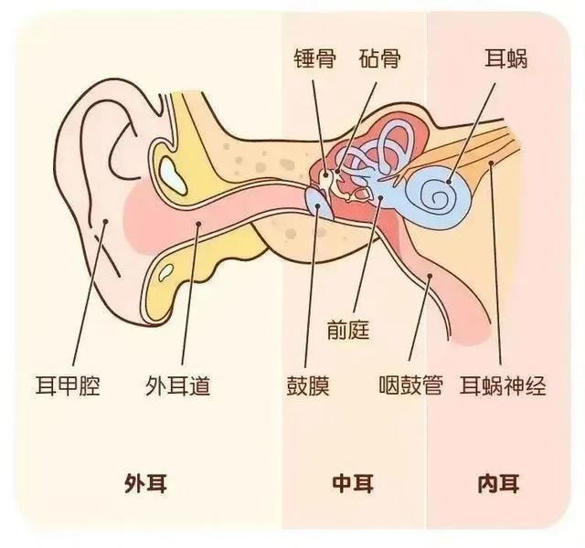 耳朵是人体的听觉器官