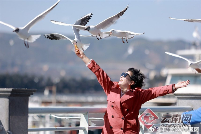 冬装换夏羽红嘴鸥即将离昆北迁