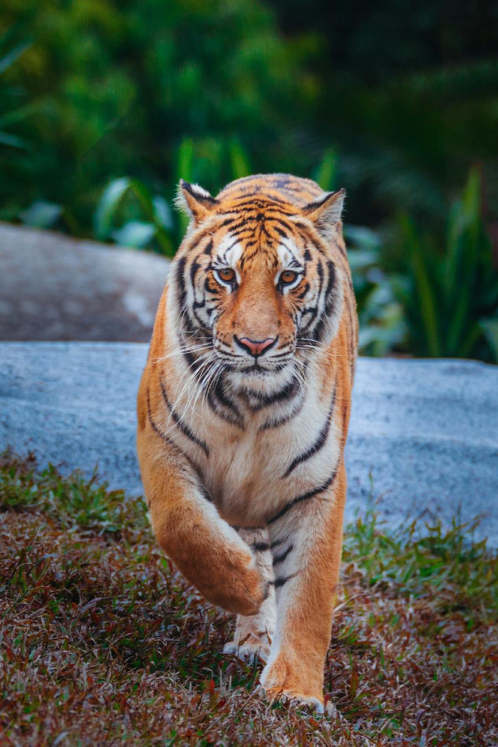 如何借助数字化构建野生动植物智慧保护体系文旅企业也在探索创新