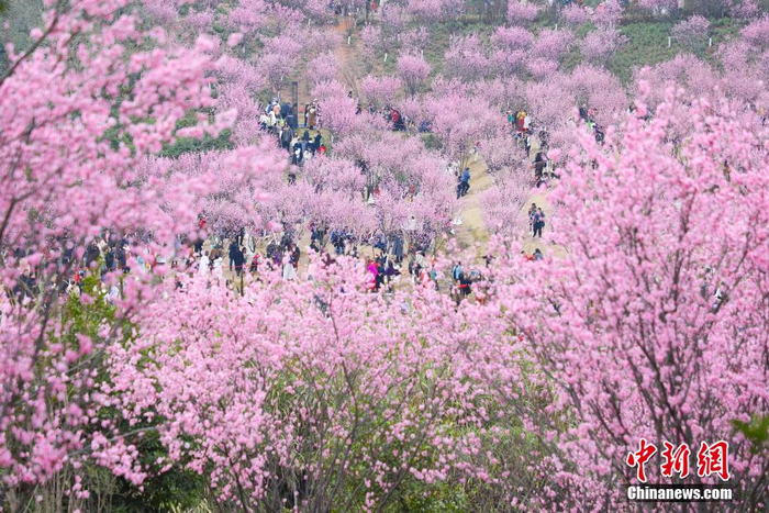 春日山城花烂漫游人如织赏春光
