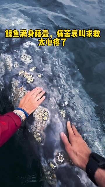鲸鱼满身藤壶痛苦哀叫向人类求救