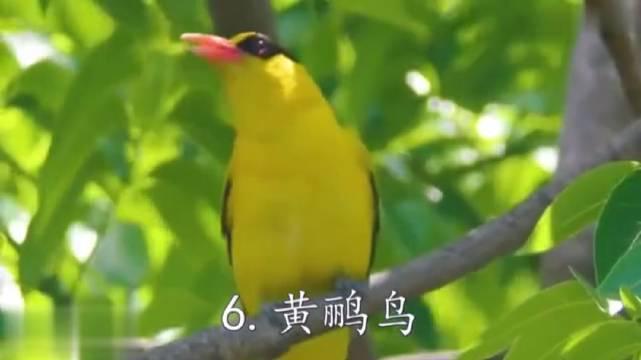 各种鸟的叫声大全图片