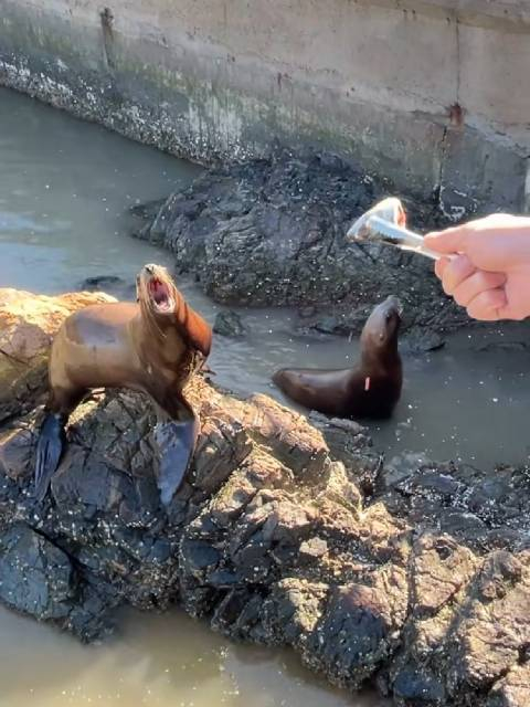 海狗你觉得你很幽默吗