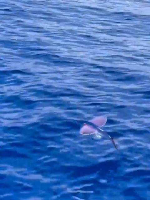 这飞鱼要上天_手机新浪网