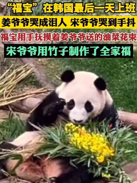 大熊猫福宝结束营业即将回国饲养员姜爷爷送爷爷落泪告别