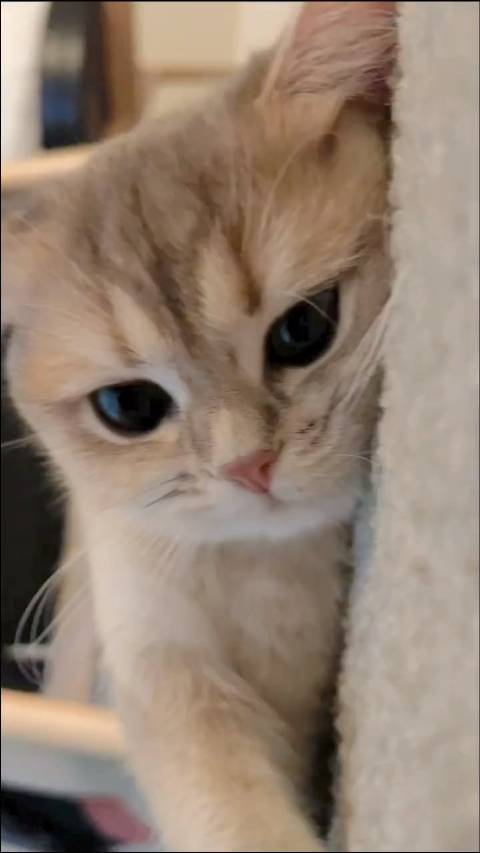 谁能拒绝的了一只可爱小猫的撒娇呢