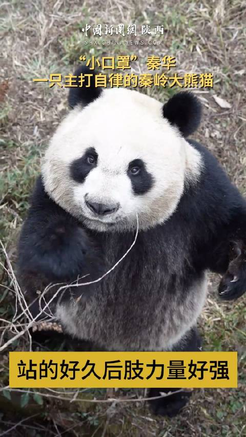 秦岭大熊猫秦华主打一个自律