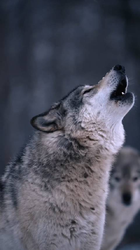 日出时的狼嚎danihamm