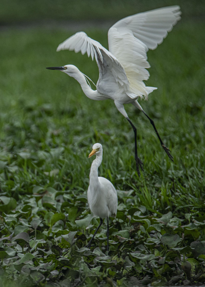 春到湿地白鹭欢|湿地|琼海市|白鹭_新浪新闻