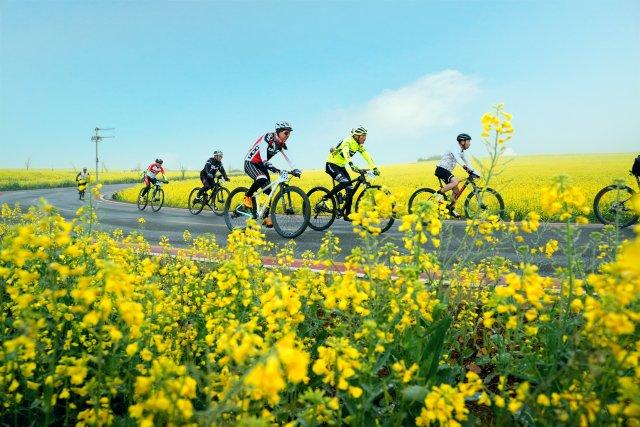 有一种叫云南的生活点燃春日激情罗平花海山地自行车赛骑乐无穷