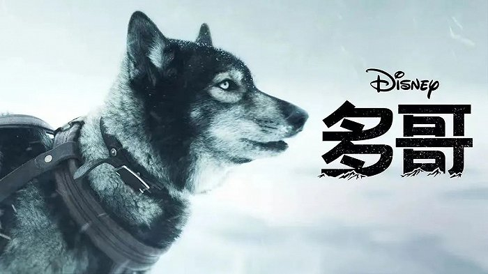 （《多哥》（图源：豆瓣）