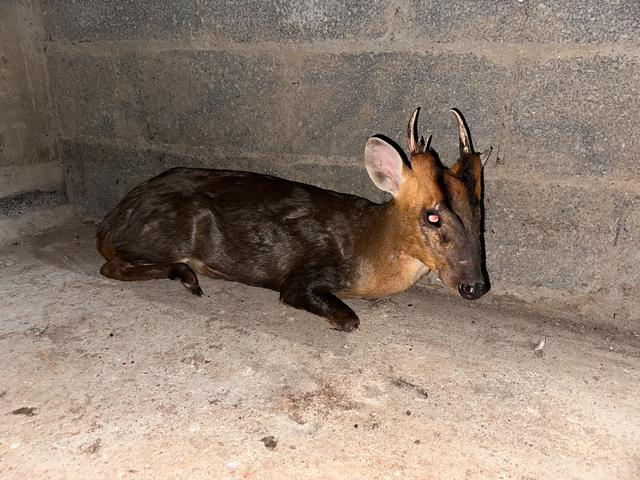 紫阳公安高桥派出所救助一只"三有"保护动物小麂|派出所|民警|公安