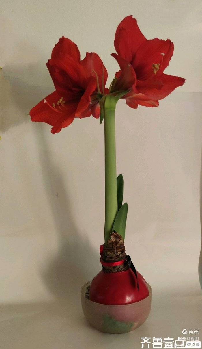 红福花开迎新春