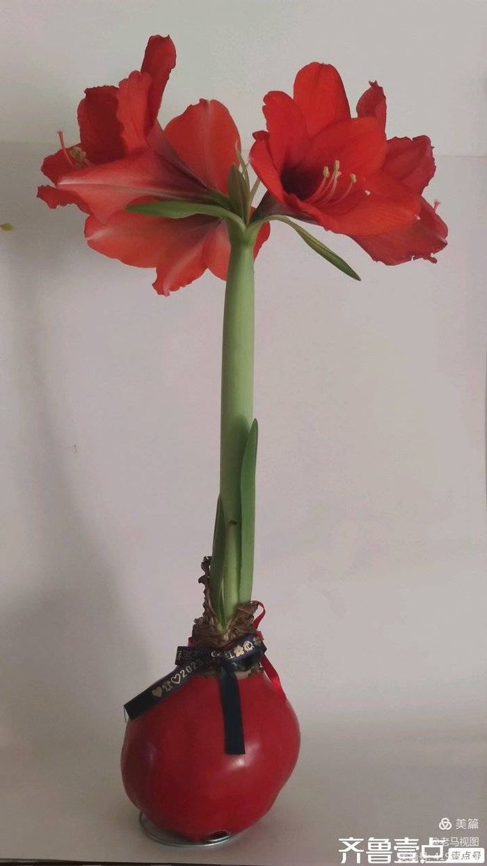 红福花开迎新春